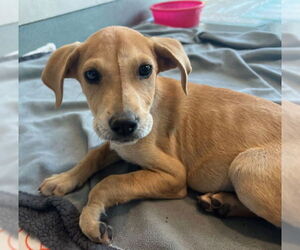 American Pit Bull Terrier Dogs for adoption in Baytown, TX, USA