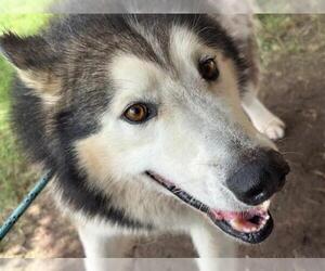Alaskan Malamute Dogs for adoption in Tulsa, OK, USA