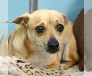 Chihuahua Dogs for adoption in San Antonio, TX, USA