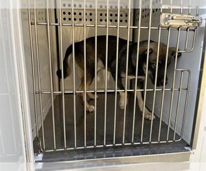 German Shepherd Dog-Siberian Husky Mix Dogs for adoption in Modesto, CA, USA