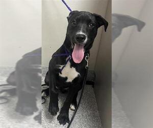 Border Collie-Unknown Mix Dogs for adoption in Pasadena, TX, USA