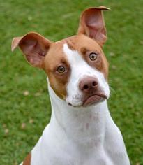 American Staffordshire Terrier Dogs for adoption in Little Elm, TX, USA