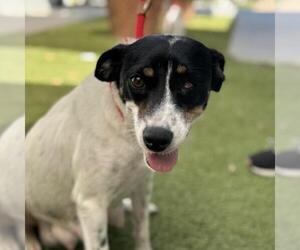 Jack Russell Terrier-Unknown Mix Dogs for adoption in San Diego, CA, USA