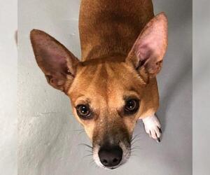 Rat-Cha Dogs for adoption in Lovingston, VA, USA