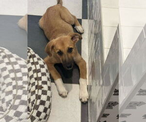 German Shepherd Dog-Unknown Mix Dogs for adoption in Overland Park, KS, USA