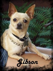 Chihuahua Dogs for adoption in Anaheim Hills, CA, USA