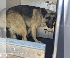 German Shepherd Dog-Unknown Mix Dogs for adoption in San Antonio, TX, USA