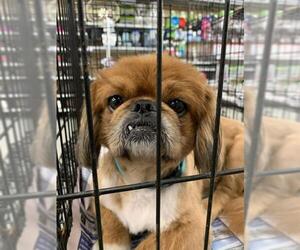 Pekingese Dogs for adoption in Pembroke, GA, USA