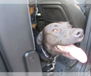 Labrador Retriever Dogs for adoption in Ocala, FL, USA