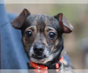 Chiweenie Dogs for adoption in Cookeville, TN, USA