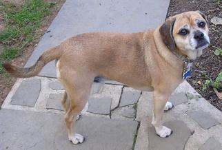 Puggle Dogs for adoption in Monroe, VA, USA