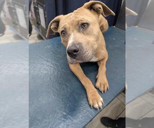 Staffordshire Bull Terrier Dogs for adoption in Mobile, AL, USA