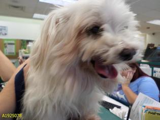 Maltese Dogs for adoption in West Palm Beach, FL, USA