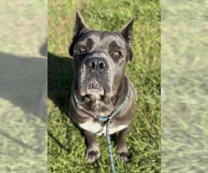 Mutt Dogs for adoption in Fort Lauderdale, FL, USA