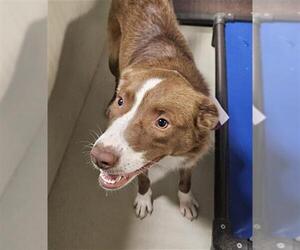 Australian Shepherd Dogs for adoption in Bakersfield, CA, USA