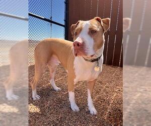 American Pit Bull Terrier-Unknown Mix Dogs for adoption in Brighton, CO, USA