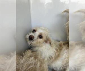 Chihuahua Dogs for adoption in Houston, TX, USA