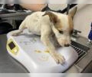 Texas Heeler-Unknown Mix Dogs for adoption in Visalia, CA, USA