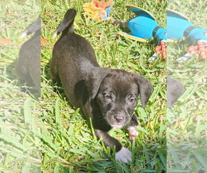 Mutt Dogs for adoption in Royal Palm Beach, FL, USA