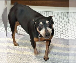 Miniature Pinscher Dogs for adoption in Forest, VA, USA