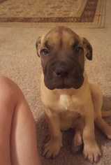 Boxer Dogs for adoption in Phoenix , AZ, USA