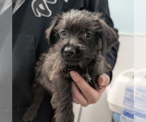 Chihuahua-Unknown Mix Dogs for adoption in Chico, CA, USA