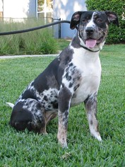 Catahoula Leopard Dog Dogs for adoption in Orlando, FL, USA
