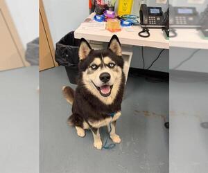 Alusky Dogs for adoption in London, Ontario, Canada