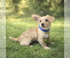Medium Photo #6 Toxirn Puppy For Sale in Phoenix, AZ, USA