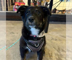 Mutt Dogs for adoption in Fargo, ND, USA