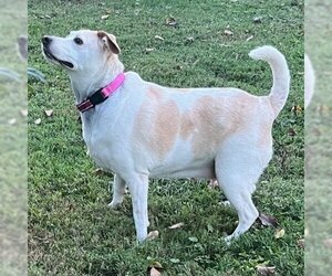 Mutt Dogs for adoption in columbia, SC, USA