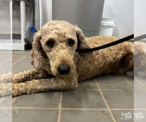 Mutt Dogs for adoption in Washington, DC, USA