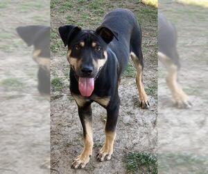 German Shepherd Dog Dogs for adoption in Riverside, CA, USA