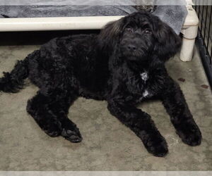 Maltese-Poodle (Standard) Mix Dogs for adoption in Santa Rosa, CA, USA