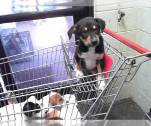 American Pit Bull Terrier-Unknown Mix Dogs for adoption in Tulsa, OK, USA
