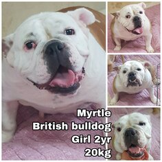 Bulldog Dogs for adoption in Seattle, WA, USA