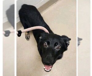 German Shepherd Dog Dogs for adoption in Decatur, IL, USA