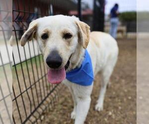 Labrador Retriever-Unknown Mix Dogs for adoption in San Antonio, TX, USA