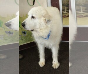 Great Pyrenees Dogs for adoption in Waynesboro, PA, USA