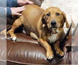 Bagle Hound Dogs for adoption in Deepwater, NJ, USA