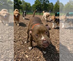 Mutt Dogs for adoption in Globe, AZ, USA