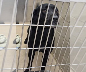 Labrador Retriever Dogs for adoption in Decatur, IL, USA