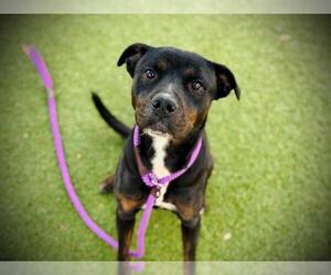 Labrador Retriever-Unknown Mix Dogs for adoption in Orlando, FL, USA