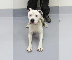 American Pit Bull Terrier Dogs for adoption in Louisville, KY, USA