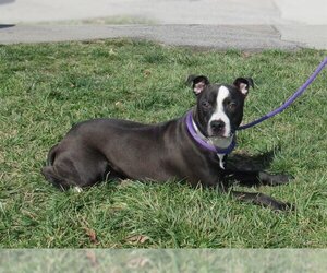 American Pit Bull Terrier Dogs for adoption in Louisville, KY, USA