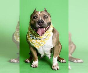 American Pit Bull Terrier-Unknown Mix Dogs for adoption in West Valley, UT, USA