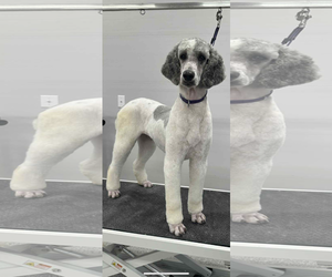 Poodle (Standard) Dogs for adoption in Coralville, IA, USA