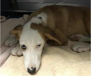 Labrador Retriever-Unknown Mix Dogs for adoption in Conroe, TX, USA