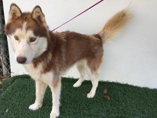 Siberian Husky Dogs for adoption in Visalia, CA, USA