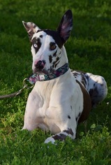 Medium Photo #1 Great Dane Puppy For Sale in Penngrove, CA, USA